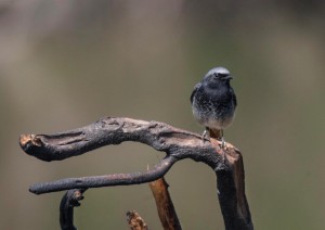 Rougequeue noir 